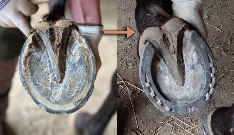 résultat final comparatif du pied paré avant ferrage puis du pied férré
