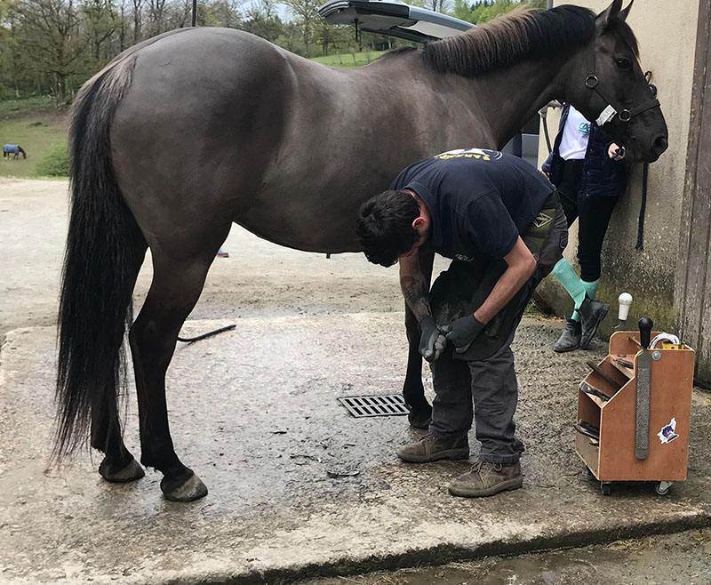 parage du pied du cheval à l'aide de la renette, de la pince à parer et de la râpe pour préparer la pose du fer à cheval