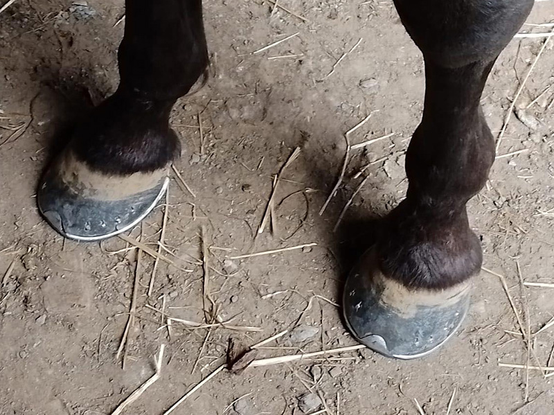 résultat final après la pose et le brochage du fer à cheval sur le sabot