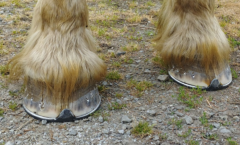 ferrure sur une jument comtoise en taille 6