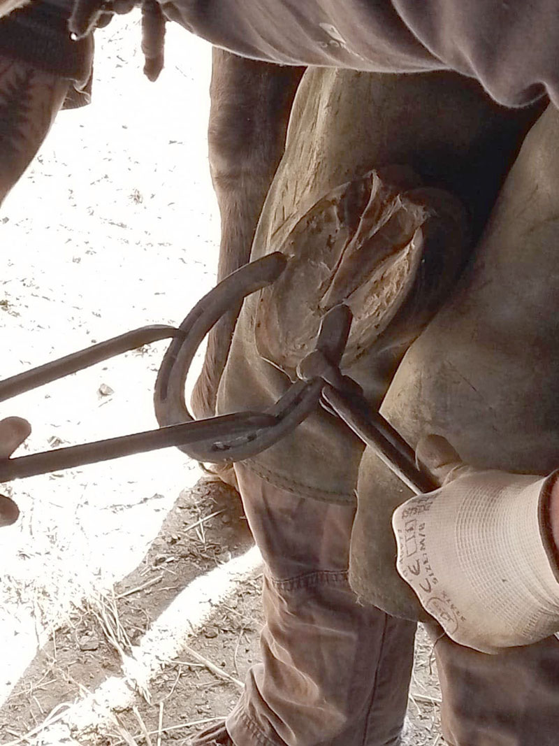 porter le fer à chaud sur le sabot du cheval pour faire correspondre l'ensemble pied/fer et éventuellement réctifier la tournure du fer par la suite